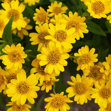 Arnica Seeds – Mountain