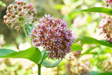 Milkweed Seeds – Common