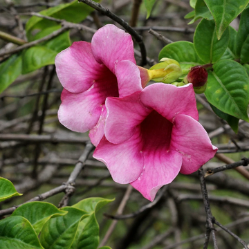 Allamanda Seeds – Blanchetii