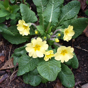 Primula Seeds – Polyanthus Primrose