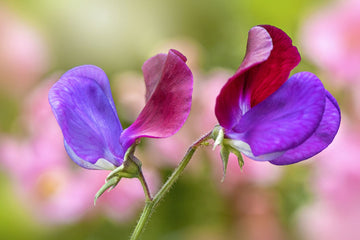 Sweet Pea Seeds – Northern Lights