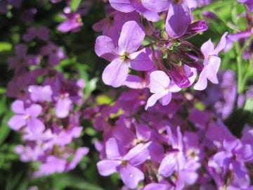 Stock Seeds – Evening Scented