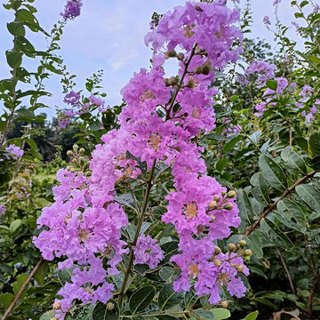 Crepe Myrtle Seeds – Purple