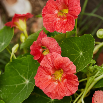 Nasturtium Seeds – Cherry Rose Jewel