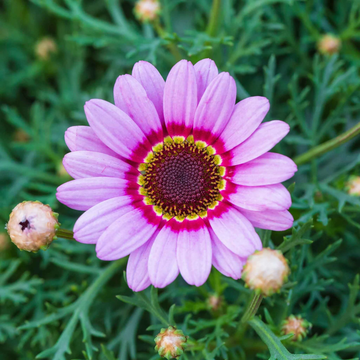 Painted Daisy Seeds – Hardy Perennial