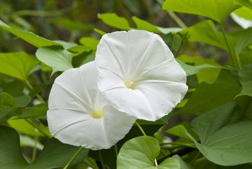 Moonflower Seeds – Fragrant White