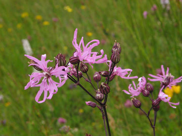 Ragged Robin Seeds – Perennial