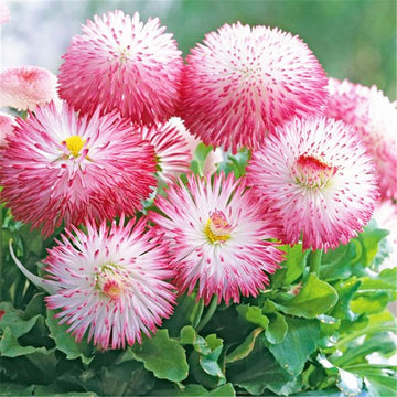 Daisy Seeds – English Bellis Perennis