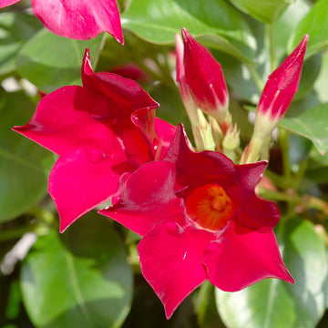 Mandevilla Seeds – Sanderi
