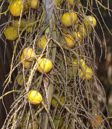 Brahea Armata Seeds – Blue Palm
