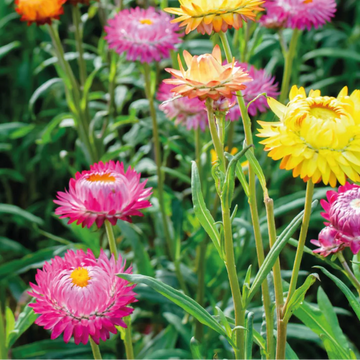 Strawflower Seeds – Heirloom, Long-Lasting, Colorful Blooms