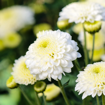 Chrysanthemum Seeds – White