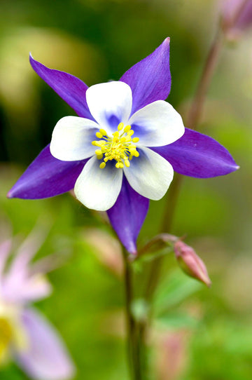 Columbine Aquilegia  Seeds