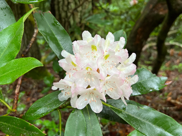 Rhododendron Seeds – Rosebay