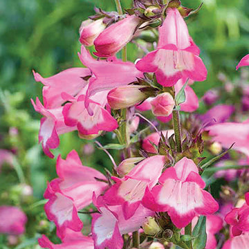 Pink Penstemon Seeds – Hardy Perennial Blooms