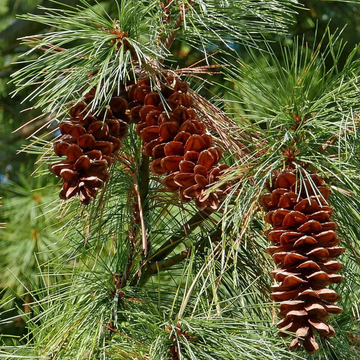 Pine Seeds – Eastern White