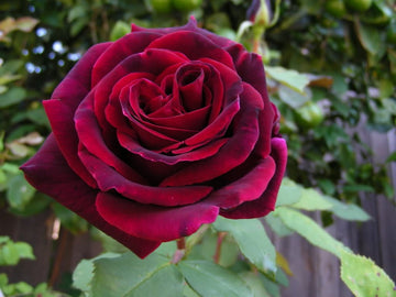 Rose Seeds – Burgundy Climbing