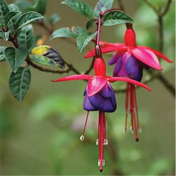 Fuchsia Seeds – Hardy Perennial Blooms