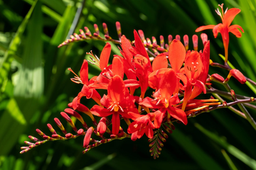 Crocosmia Seeds – Lucifer