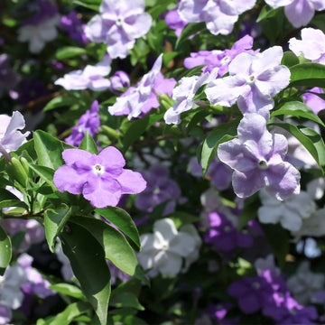 Brunfelsia Seeds – Yesterday-Today-and-Tomorrow