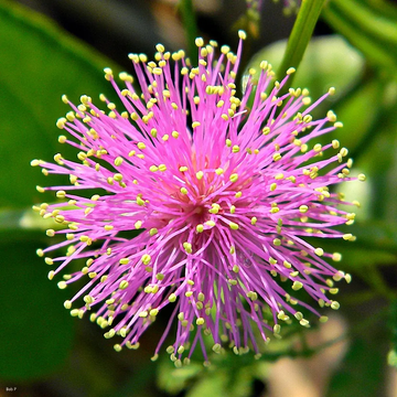 Mimosa Seeds – Quadrivalvis