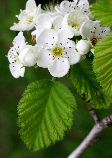 Hawthorn Seeds - Downy