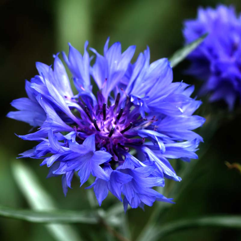 Bachelor's Button Seeds – Classic Blue