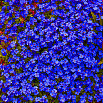 Aubrieta Seeds – Cascade Dark Blue