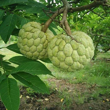 Custard Apple Seeds – Jamaican