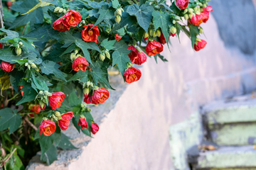 Maple Seeds – Mixed Colors
