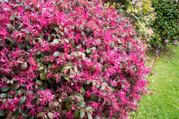 Fringe Seeds – Ornamental