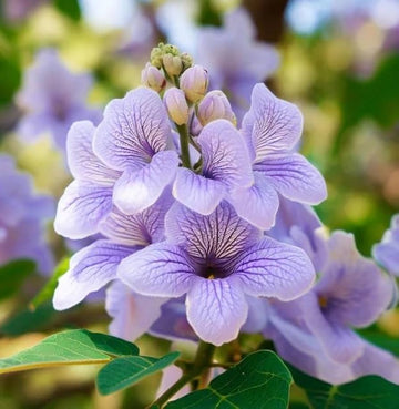 Paulownia Seeds – Fortunei (Empress Tree)