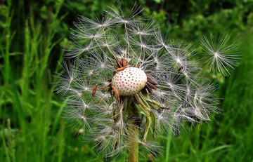 Dandelion Seeds – Taraxacum Officinale