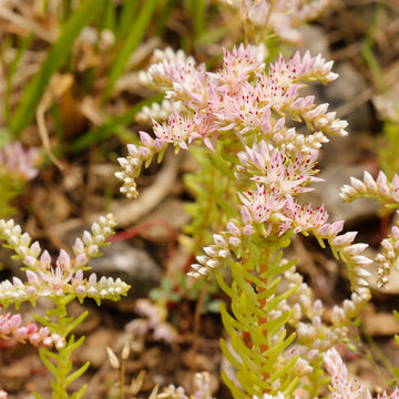 Sedum Pulchellum Seeds – Broadleaf Stonecrop