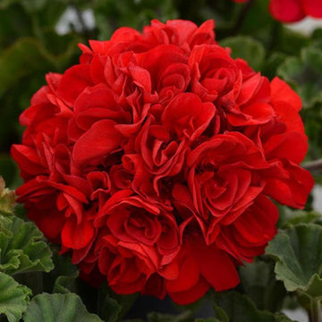 Geranium Seeds – Red