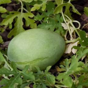 Cucumeropsis Seeds - Green