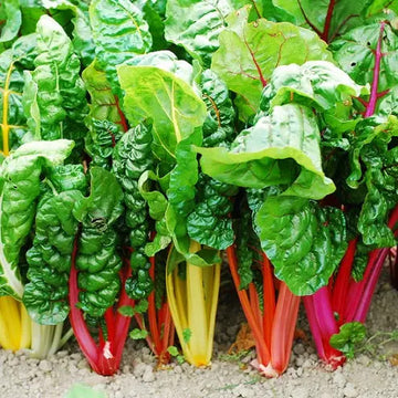 Rainbow Chard Seeds