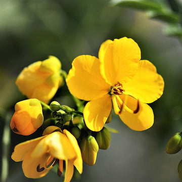 Senna Alexandrina Seeds – Egyptian Senna