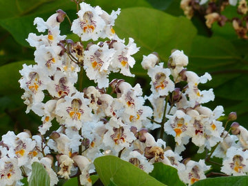 Catalpa Seeds – Southern