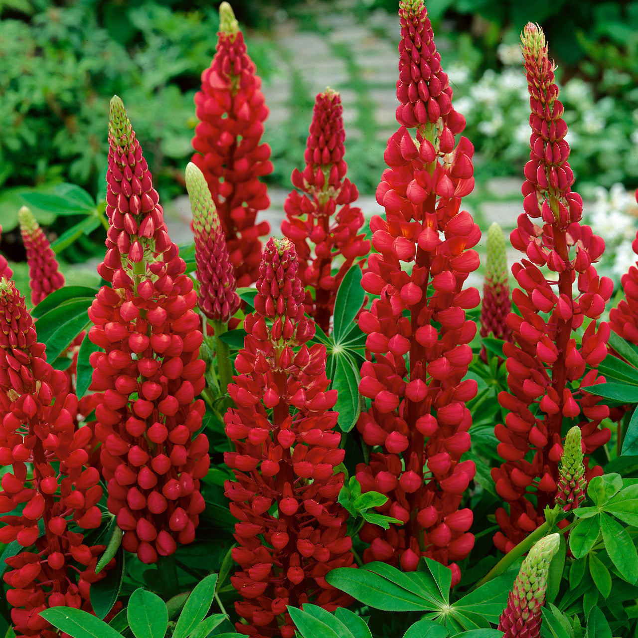 Lupine Seeds - Red Wild