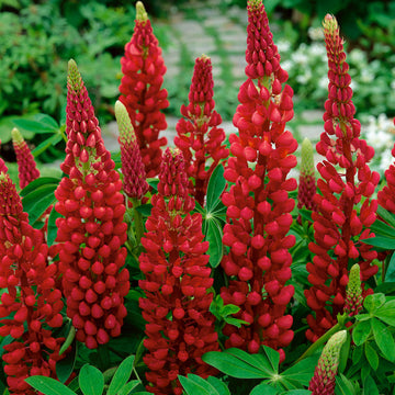 Lupine Seeds - Red Wild