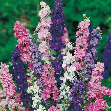 Delphinium Seeds – Tall Blooming