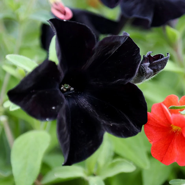 Petunia Seeds – Black Velvet
