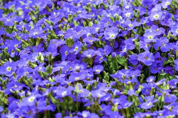 Creeping Speedwell Seeds – Ground Cover Perennial