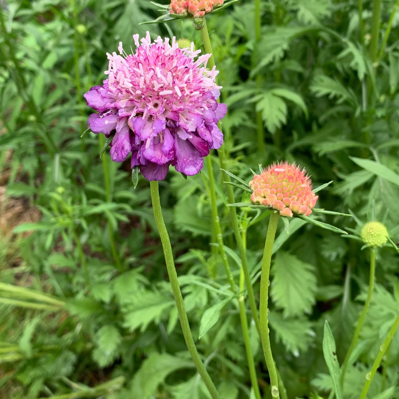 Scabiosa Seeds – Pincushion