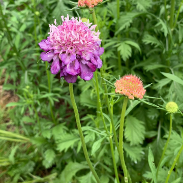 Scabiosa Seeds – Pincushion