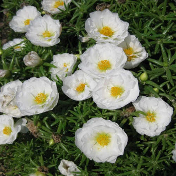 Moss-Rose Purslane Seeds – Colorful Bloom