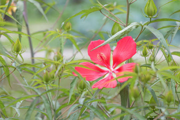 Hibiscus Seeds – Texas Star Red