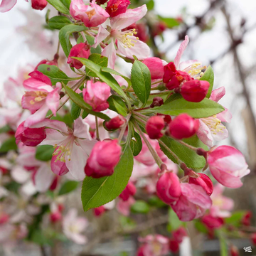Crabapple Seeds – Floribunda