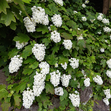 Oakleaf Hydrangea Seeds – Hardy Perennial Shrub